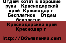 Отдам котят в хорошие руки - Краснодарский край, Краснодар г. Бесплатное » Отдам бесплатно   . Краснодарский край,Краснодар г.